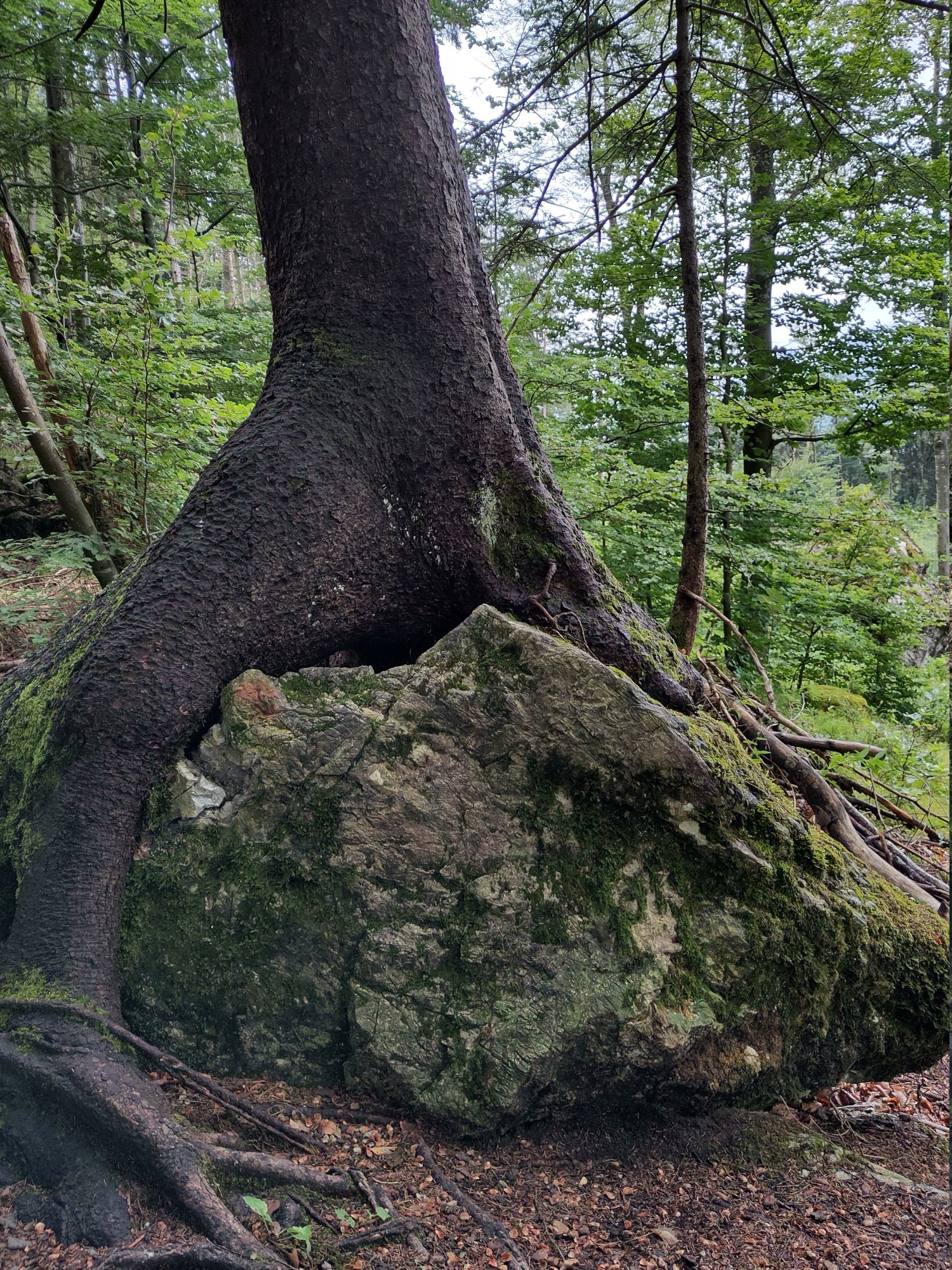 Baumstamm wächst über Felsbrocken